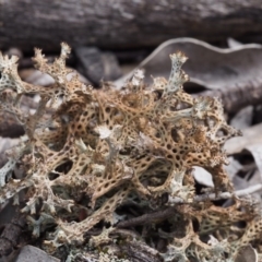 Cladia corallaizon at Kowen Woodland - 17 Feb 2016 by KenT