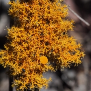 Teloschistes sp. (genus) at Kowen, ACT - 17 Feb 2016