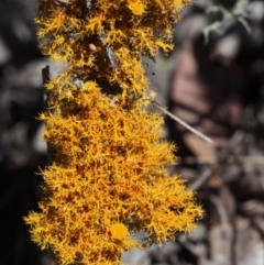 Teloschistes sp. (genus) at Kowen, ACT - 17 Feb 2016