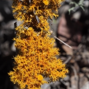 Teloschistes sp. (genus) at Kowen, ACT - 17 Feb 2016