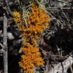 Teloschistes sp. (genus) at Kowen, ACT - 17 Feb 2016