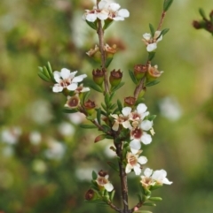 Baeckea utilis (Mountain Baeckea) at Paddys River, ACT - 3 Feb 2016 by KenT