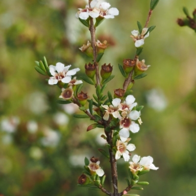 Baeckea utilis (Mountain Baeckea) at Paddys River, ACT - 3 Feb 2016 by KenT