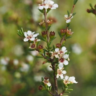 Baeckea utilis (Mountain Baeckea) at Gibraltar Pines - 2 Feb 2016 by KenT