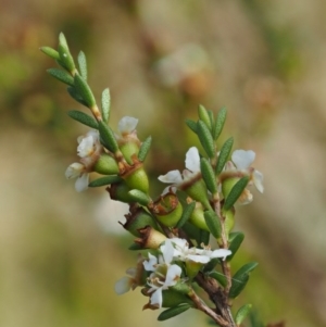 Baeckea utilis at Paddys River, ACT - 3 Feb 2016