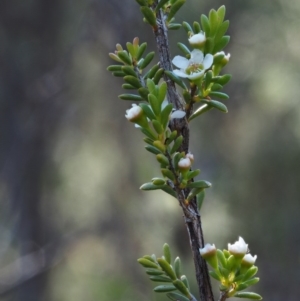 Baeckea utilis at Paddys River, ACT - 3 Feb 2016