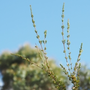 Baeckea utilis at Paddys River, ACT - 3 Feb 2016