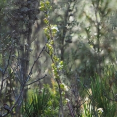 Baeckea utilis at Paddys River, ACT - 3 Feb 2016 08:15 AM