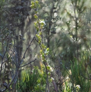 Baeckea utilis at Paddys River, ACT - 3 Feb 2016