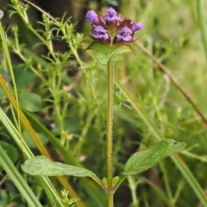 Prunella vulgaris at Paddys River, ACT - 3 Feb 2016 09:03 AM