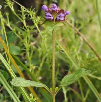 Prunella vulgaris (Self-heal, Heal All) at Gibraltar Pines - 2 Feb 2016 by KenT