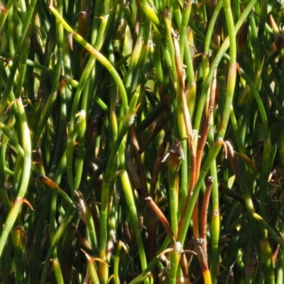 Empodisma minus (Spreading Rope-rush) at Gibraltar Pines - 2 Feb 2016 by KenT