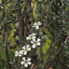 Leptospermum myrtifolium (Myrtle Teatree) at Paddys River, ACT - 2 Feb 2016 by KenT