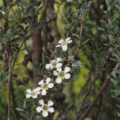 Leptospermum myrtifolium (Myrtle Teatree) at Gibraltar Pines - 2 Feb 2016 by KenT