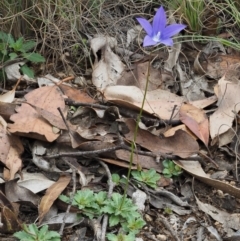 Wahlenbergia gloriosa (Royal Bluebell) at Paddys River, ACT - 3 Feb 2016 by KenT