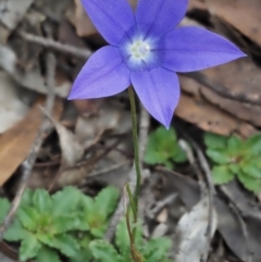 Wahlenbergia gloriosa at Paddys River, ACT - 3 Feb 2016