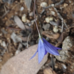 Wahlenbergia gloriosa at Paddys River, ACT - 3 Feb 2016