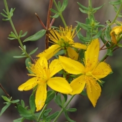 Hypericum perforatum (St John's Wort) at Paddys River, ACT - 3 Feb 2016 by KenT