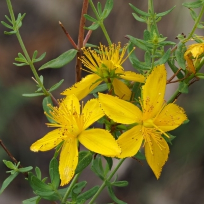 Hypericum perforatum (St John's Wort) at Gibraltar Pines - 3 Feb 2016 by KenT