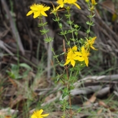 Hypericum perforatum at Paddys River, ACT - 3 Feb 2016