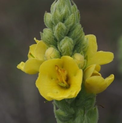 Verbascum thapsus subsp. thapsus (Great Mullein, Aaron's Rod) at Gibraltar Pines - 3 Feb 2016 by KenT