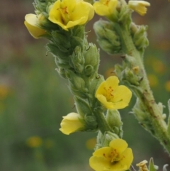 Verbascum thapsus subsp. thapsus at Paddys River, ACT - 3 Feb 2016