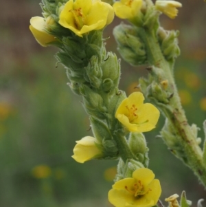 Verbascum thapsus subsp. thapsus at Paddys River, ACT - 3 Feb 2016