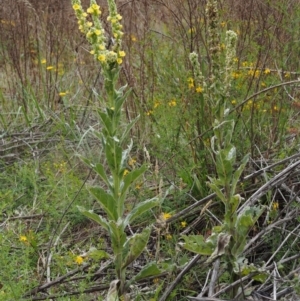 Verbascum thapsus subsp. thapsus at Paddys River, ACT - 3 Feb 2016 11:58 AM