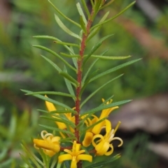 Persoonia chamaepeuce (Dwarf Geebung) at Paddys River, ACT - 3 Feb 2016 by KenT