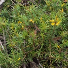 Persoonia chamaepeuce at Paddys River, ACT - 3 Feb 2016