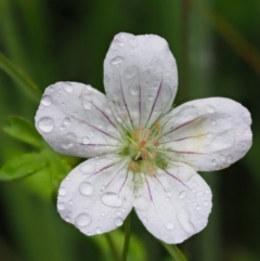 Geranium neglectum (Red-stemmed Cranesbill) at Gibraltar Pines - 3 Feb 2016 by KenT