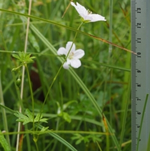 Geranium neglectum at Paddys River, ACT - 3 Feb 2016 01:05 PM