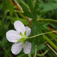 Geranium neglectum at Paddys River, ACT - 3 Feb 2016