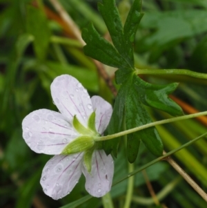 Geranium neglectum at Paddys River, ACT - 3 Feb 2016 01:05 PM