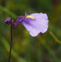 Utricularia dichotoma (Fairy Aprons, Purple Bladderwort) at Gibraltar Pines - 3 Feb 2016 by KenT