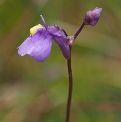 Utricularia dichotoma at Paddys River, ACT - 3 Feb 2016