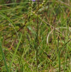 Utricularia dichotoma at Paddys River, ACT - 3 Feb 2016