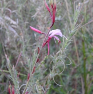 Oenothera lindheimeri at Fadden, ACT - 2 Feb 2016 07:56 PM