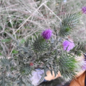 Cirsium vulgare at Fadden, ACT - 14 Feb 2016 07:58 PM