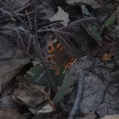 Junonia villida (Meadow Argus) at Gowrie, ACT - 9 Feb 2016 by RyuCallaway