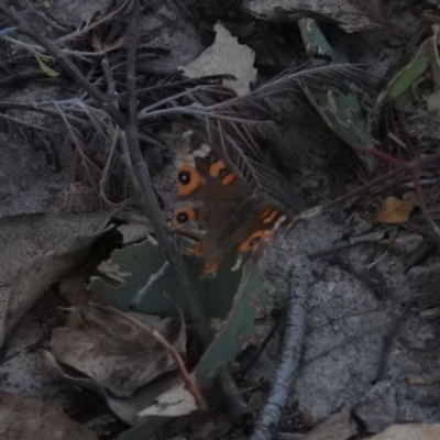 Junonia villida (Meadow Argus) at Gowrie, ACT - 9 Feb 2016 by RyuCallaway