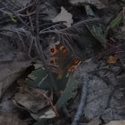 Junonia villida (Meadow Argus) at Gowrie, ACT - 9 Feb 2016 by ArcherCallaway