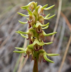 Corunastylis cornuta (Horned Midge Orchid) at Aranda, ACT - 20 Feb 2016 by CathB