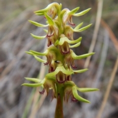 Corunastylis cornuta (Horned Midge Orchid) at Aranda Bushland - 19 Feb 2016 by CathB