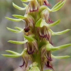 Corunastylis cornuta at Aranda, ACT - 20 Feb 2016