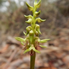 Corunastylis cornuta (Horned Midge Orchid) at Aranda, ACT - 20 Feb 2016 by CathB