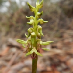 Corunastylis cornuta (Horned Midge Orchid) at Aranda, ACT - 19 Feb 2016 by CathB