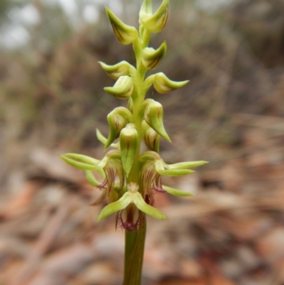 Corunastylis cornuta (Horned Midge Orchid) at Aranda, ACT - 19 Feb 2016 by CathB