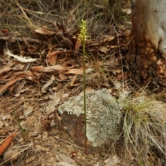 Corunastylis cornuta at Aranda, ACT - suppressed