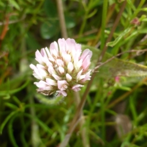 Trifolium pratense at Garran, ACT - 20 Feb 2016 11:44 AM